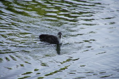 messe aux lacs le 30.06.19. 084