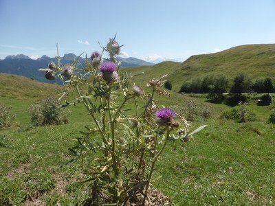 P1110779