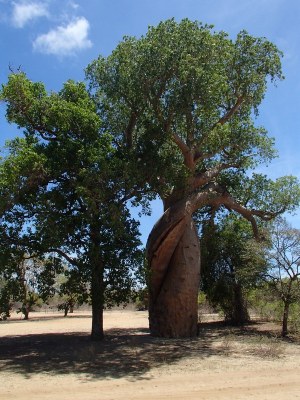 2021 12 23a baobab amoureux 