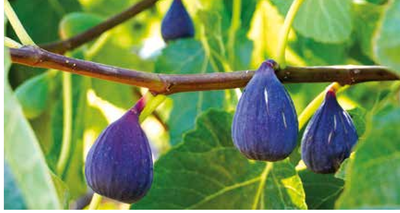Figues